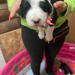 Guapo - Black and white Sheepadoodle puppy in Eleva, Wisconsin from Molly’s Doodles