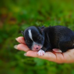 Companion Cross, Mal-Shi, Maltese, Maltipoo, Morkie, and Shih Tzu Puppies from Seeking Shalom Acres Maltese, Maltipoos & Havamalts