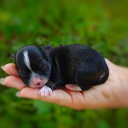 Companion Cross, Mal-Shi, Maltese, Maltipoo, Morkie, and Shih Tzu Puppies from Seeking Shalom Acres Maltese, Maltipoos & Havamalts