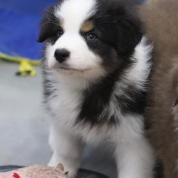 Sawyer - Black tri-color male Australian Shepherd puppy in Bagley, Iowa from Diamond M Aussies
