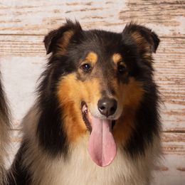 Cammie - Collie