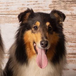 Cammie - Collie