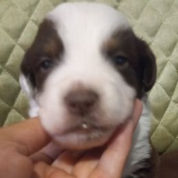 Boy 2 - Red Australian Shepherd puppy in Belleville, West Virginia from Chasitys Australian Shepherds