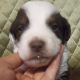 Boy 2 - Red Australian Shepherd puppy in Belleville, West Virginia from Chasitys Australian Shepherds