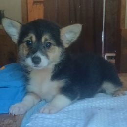 Ellie - Black and white female American Corgi puppy in Checotah, Oklahoma from Skoal Creek Corgi's
