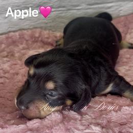 Apple - Black and cream female Dachshund puppy in Jena, Louisiana from Amy’s Mini Doxies