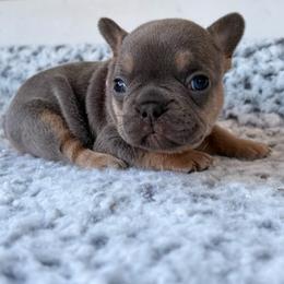 Supernova - Tricolors female French Bulldog puppy in Almo, Kentucky from Busy Bee French Bulldogs