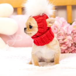 Baby Rio - Cream and white male Chihuahua puppy in Jacksonville, Florida from Petits Chihuahuas