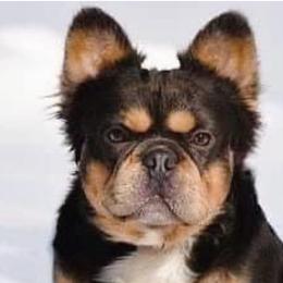 French Bulldogs from Ador-A-Bull Frenchies