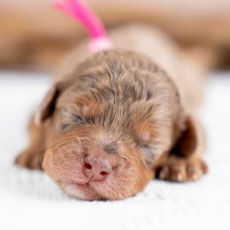 Willow - Chocolate merle female Bernedoodle puppy in Erda, Utah from Country Lane Doodles