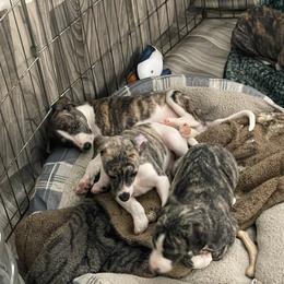 Dalmatian and Whippet Puppies from Hapi-Dal Dalmatians and Primetime Whippets