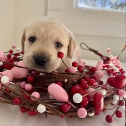 Sky - Yellow male Labrador Retriever puppy in Canton, Georgia from Dukes Retirevers