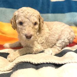 Roscoe (Green Collar) - Cream male Labradoodle puppy in Toledo, Washington from Bigfoot Doodles