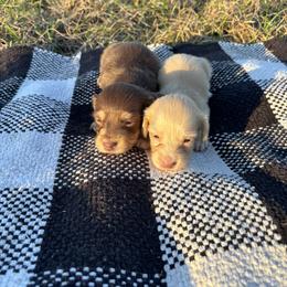 Ee red girl - Red female Dachshund puppy in Crestview, Florida from Neverending Dachies