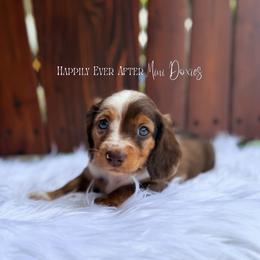 Theodore - Dapple male Dachshund puppy in Robesonia, Pennsylvania from Happily Ever After’s Puppies