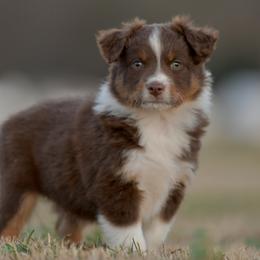 Godfrey - Red tri male Miniature Australian Shepherd puppy in Hartman, Arkansas from Southern Edition Aussies