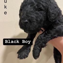Poodle Puppies from Semmy’s standard Poodle