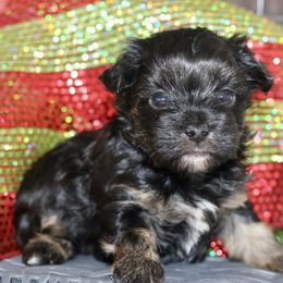Companion Cross, Maltese, Morkie, and Yorkipoo Puppies from MC Kennels