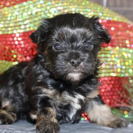 Companion Cross, Maltese, Morkie, and Yorkipoo Puppies from MC Kennels