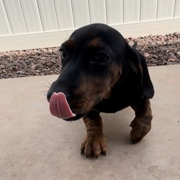 Boy 3 - Black tan and white male Beagle puppy in Litchfield Park, Arizona from Dior’s beagle adventure