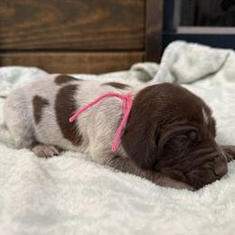 Pink - Liver roan female German Shorthaired Pointer puppy in Huntington, Texas from B&B GSP’S