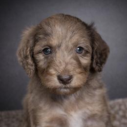 Spritz - Trained Puppy - Chocolate merle female Bernedoodle puppy in Youngstown, Florida from Wonderland’s Boujie Kennels