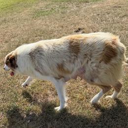Willow - Australian Shepherd