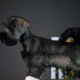 Miniature Schnauzers from Recovery Weavers LLC
