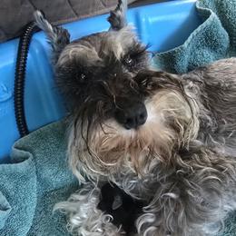 Deva - Miniature Schnauzer