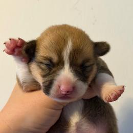 Girl 1 - Red female Pembroke Welsh Corgi puppy in Helmville, Montana from Calie’s Corgis