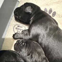 Boy 5 - Black male Giant Schnauzer puppy in Bois D’arc, Missouri from Down Low Kennels