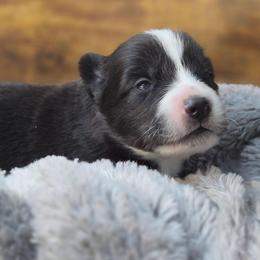 Girl 1 - Black and white female Pomsky puppy in La/Oc, California from SoCal Pomskies LLC