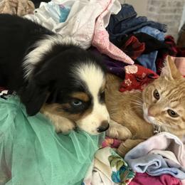 Australian Shepherd and Miniature Australian Shepherd Puppies from Wiggle Creek Aussies