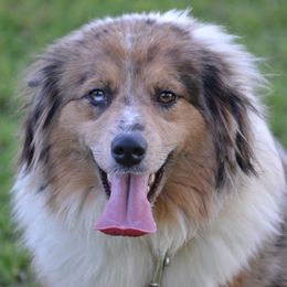 Jo - Miniature Australian Shepherd