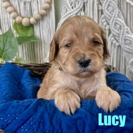 Lucy - Apricot female Goldendoodle puppy in Jonesboro, Arkansas from Honeysuckle Creek Goldendoodles