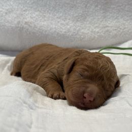 Robert Redford - Red  male Goldendoodle puppy in Chino Valley, Arizona from Bass Creek Doodles