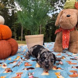 Dapple girl 1 - Dapple female Dachshund puppy in West Plains, Missouri from Spring Creek Dachshunds