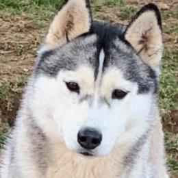Cairo - Siberian Husky