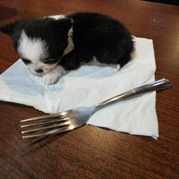 Puppy 1 - Black and white male Chihuahua puppy in Springfield, Missouri from Casadelopez Tails
