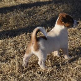 General - White and tan male Russell Terrier puppy in Oklahoma from Elite Russell Terriers