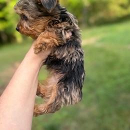 Blue eyes - Black & tan tri-color male Morkie puppy in Winston Salem, North Carolina from Patty’s Paws