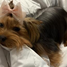 Penelope - Yorkshire Terrier