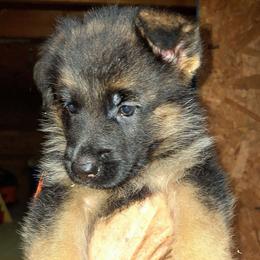Ivona vom LegendLand - Black and red female German Shepherd puppy in Hillsborough County, Florida from Vom Legend Land