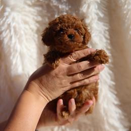 Chili-Red Collar - Red  female Poodle puppy in Atlanta, Georgia from Sprinkle Me Puppy