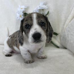 Truvy - Black female Dachshund puppy in Ballinger, Texas from Missy’s Mini Dachshunds