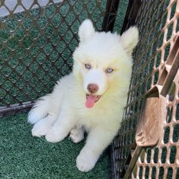 Nova - Transport Available - White female Siberian Husky puppy in Mountain House, California from Limitless Huskies