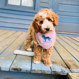 Country - Cream female Goldendoodle puppy in Evans, Georgia from Have-a-Doodle Hill
