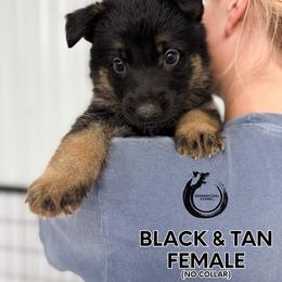 No collar female - Black and tan female German Shepherd puppy in Osco, Illinois from Sonnenhügel Kennel, LLC