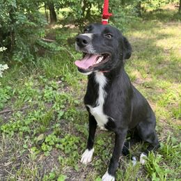 Leah - Border Collie