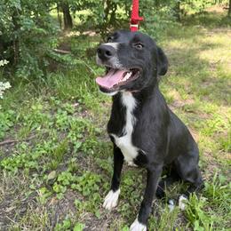 Leah - Border Collie
